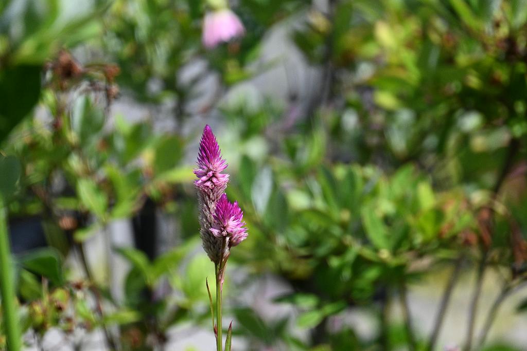 2025-08080080 Tower Hill Botanaic Garden, MA.JPG - Cock's Comb (Celosa argentea). New England Botanic Garden at Tower Hill, MA, 8-8-2025